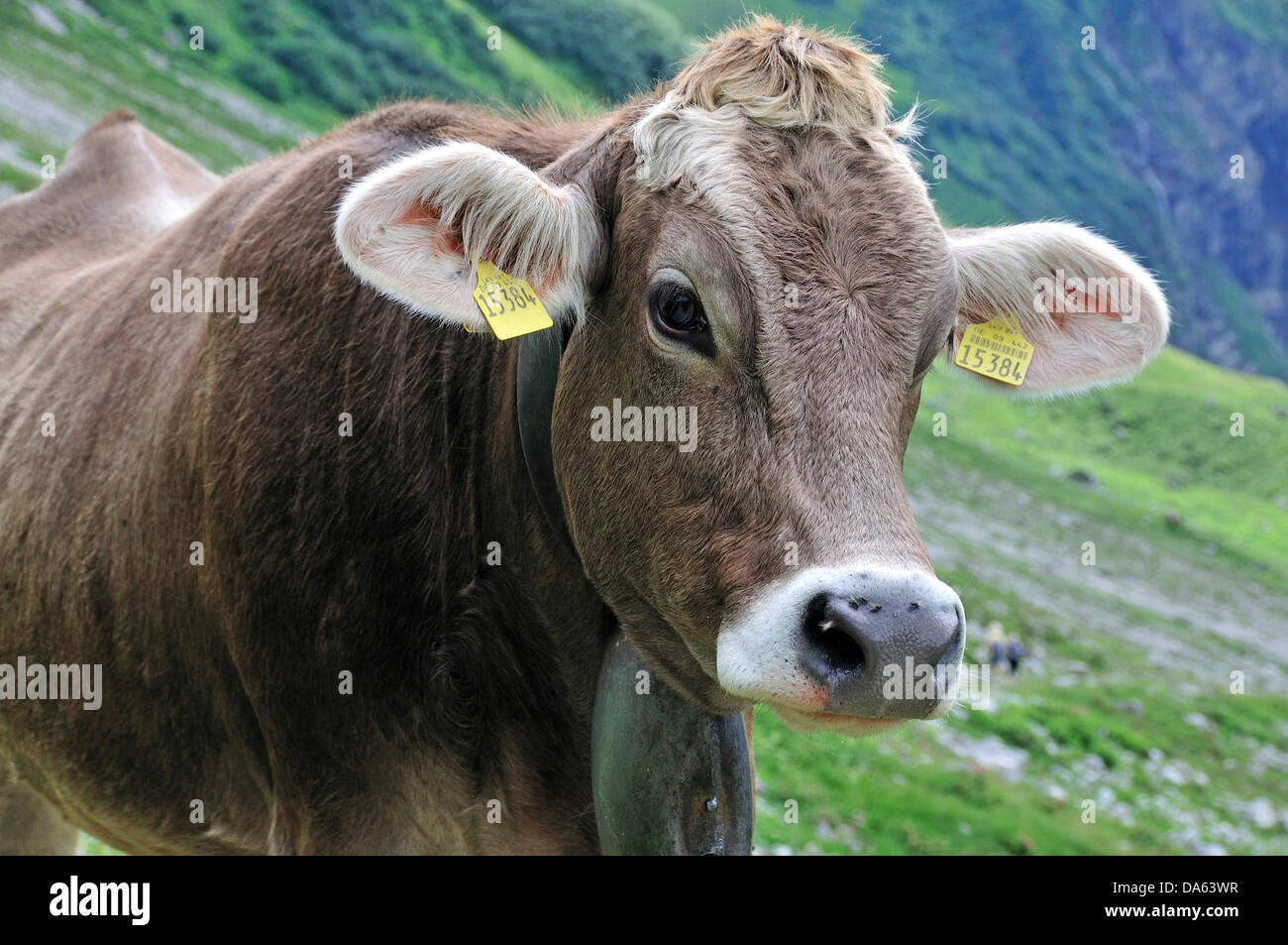 Junge, bovine Tier, Kuh, Tier, Bos Primigenius Taurus, Oytal, Oberstdorf, Allgäu, Alpen, Bayern, Deutschland, Europa, Agricultur Stockfoto