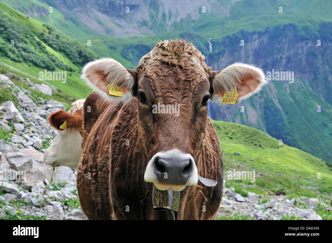 Junge, bovine Tier, Kuh, Tier, Bos Primigenius Taurus, Oytal, Oberstdorf, Allgäu, Alpen, Bayern, Deutschland, Europa, Agricultur Stockfoto