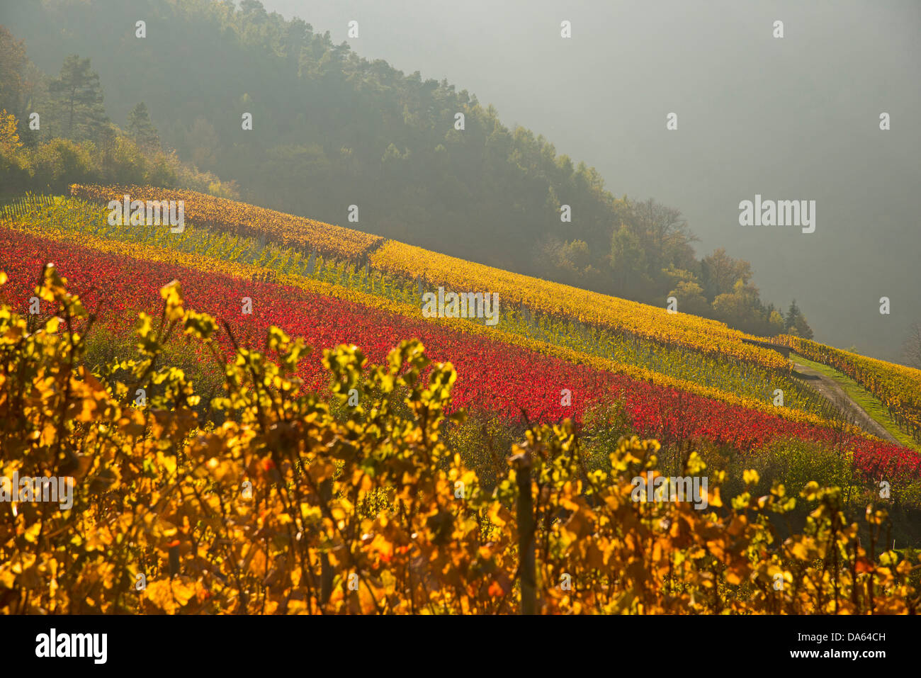 Weinberge, Herbst, Saffenburg, Mayschoss, Ahrtal, Wein, Wein-Anbau, Eifel, Rheinland-Pfalz, Deutschland, Europa Stockfoto