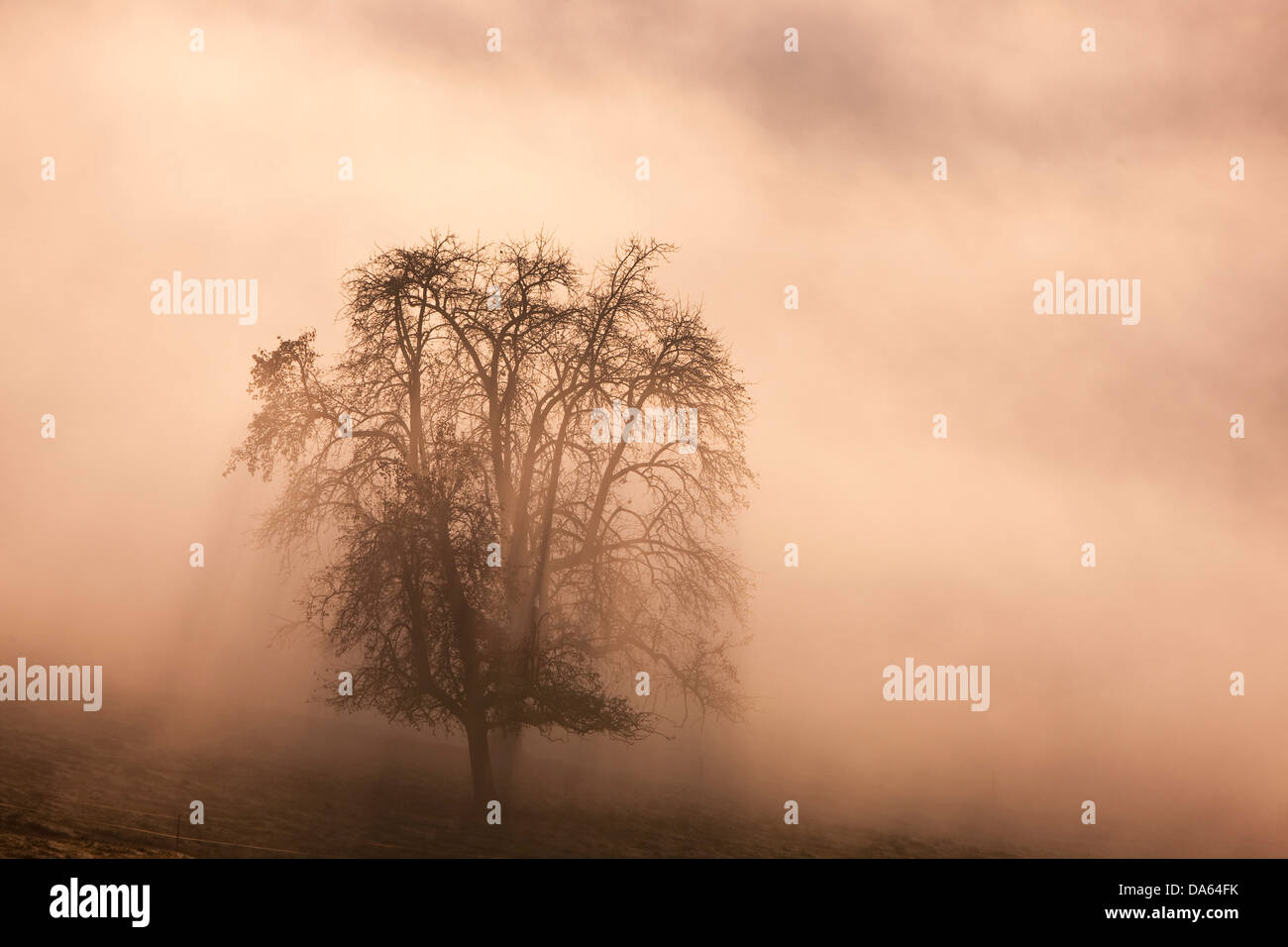 Nebelmeer, Nebel, Gürbetal, BE, Herbst, Kanton Bern, Sonnenaufgang, Baum, Bäume, Schweiz, Europa, Stockfoto