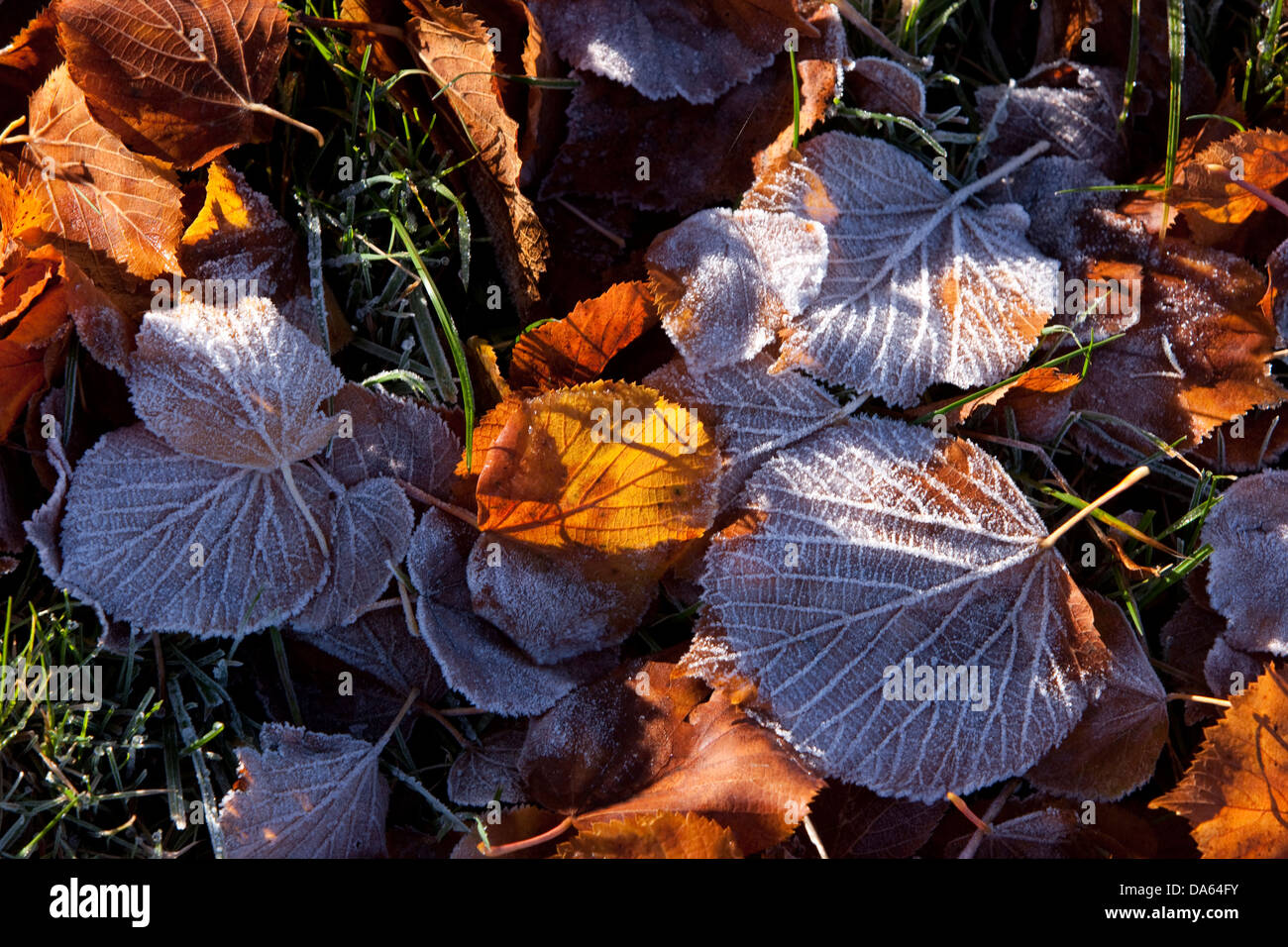 Herbst, Kanton Bern, Berner Oberland, Blätter, Frost, Raureif, Laub, Schweiz, Europa, Stockfoto