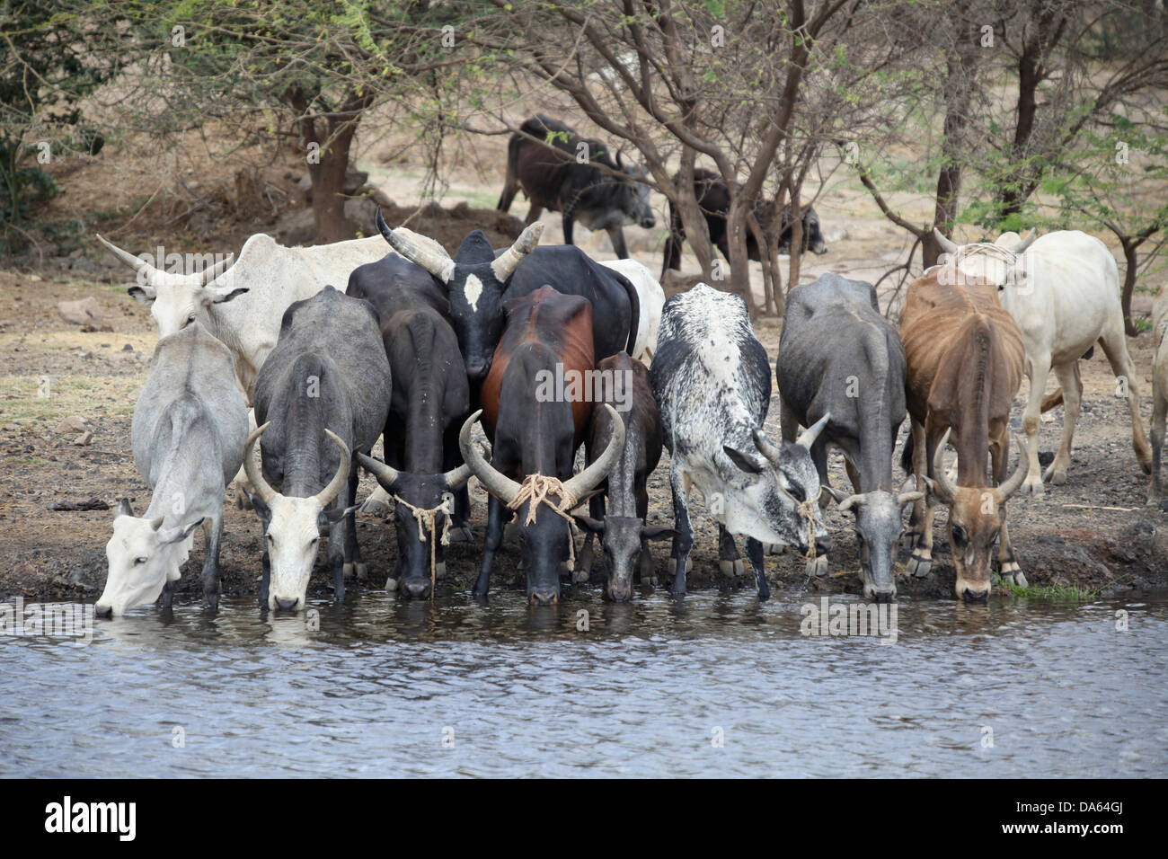 Kühe, Awasch, Afrika, Kuh, Kühe, Wasserloch, Bewässerung Ort, Äthiopien, Afrika Stockfoto