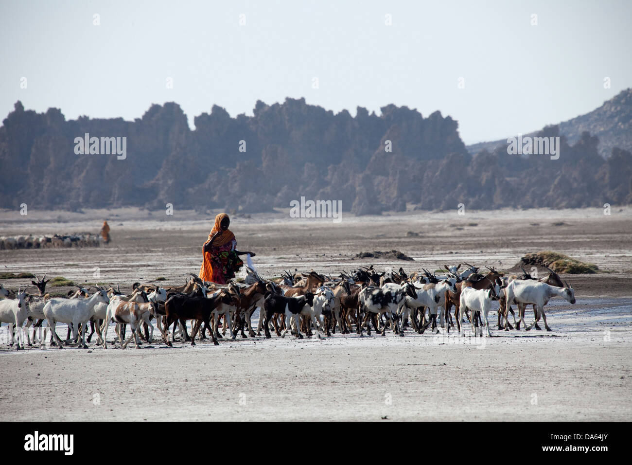 Herde von Ziegen, Geissen, Ziegen, Abbesee, Dschibuti, Afrika, Landschaft, Landschaft, Natur, See, Seen, Landwirtschaft, Hirte Stockfoto