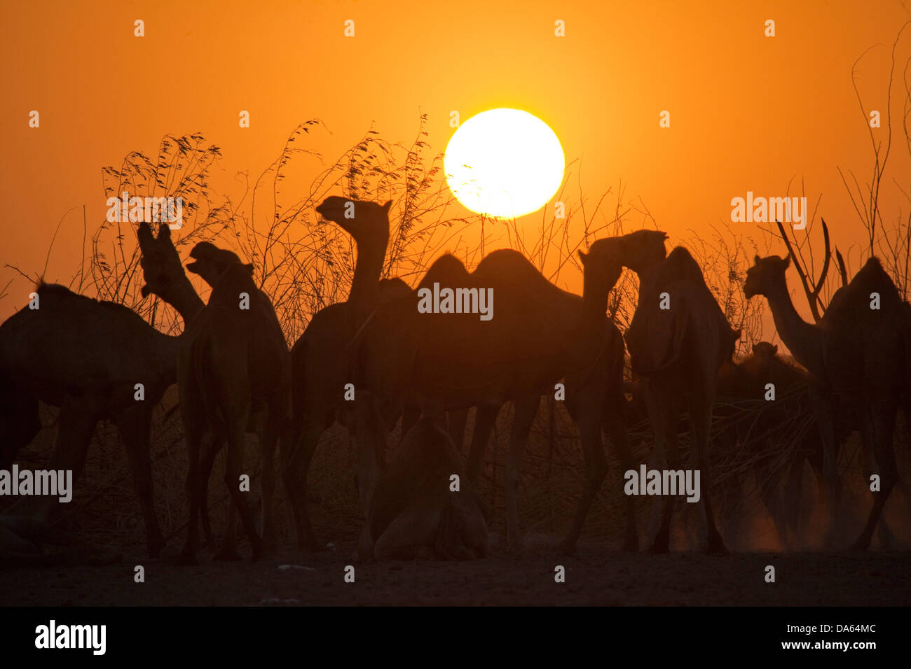 Kamele, abends Licht, Afrika, Tiere, Tier, Äthiopien, Sonnenuntergang, Sonnenuntergang, Stockfoto