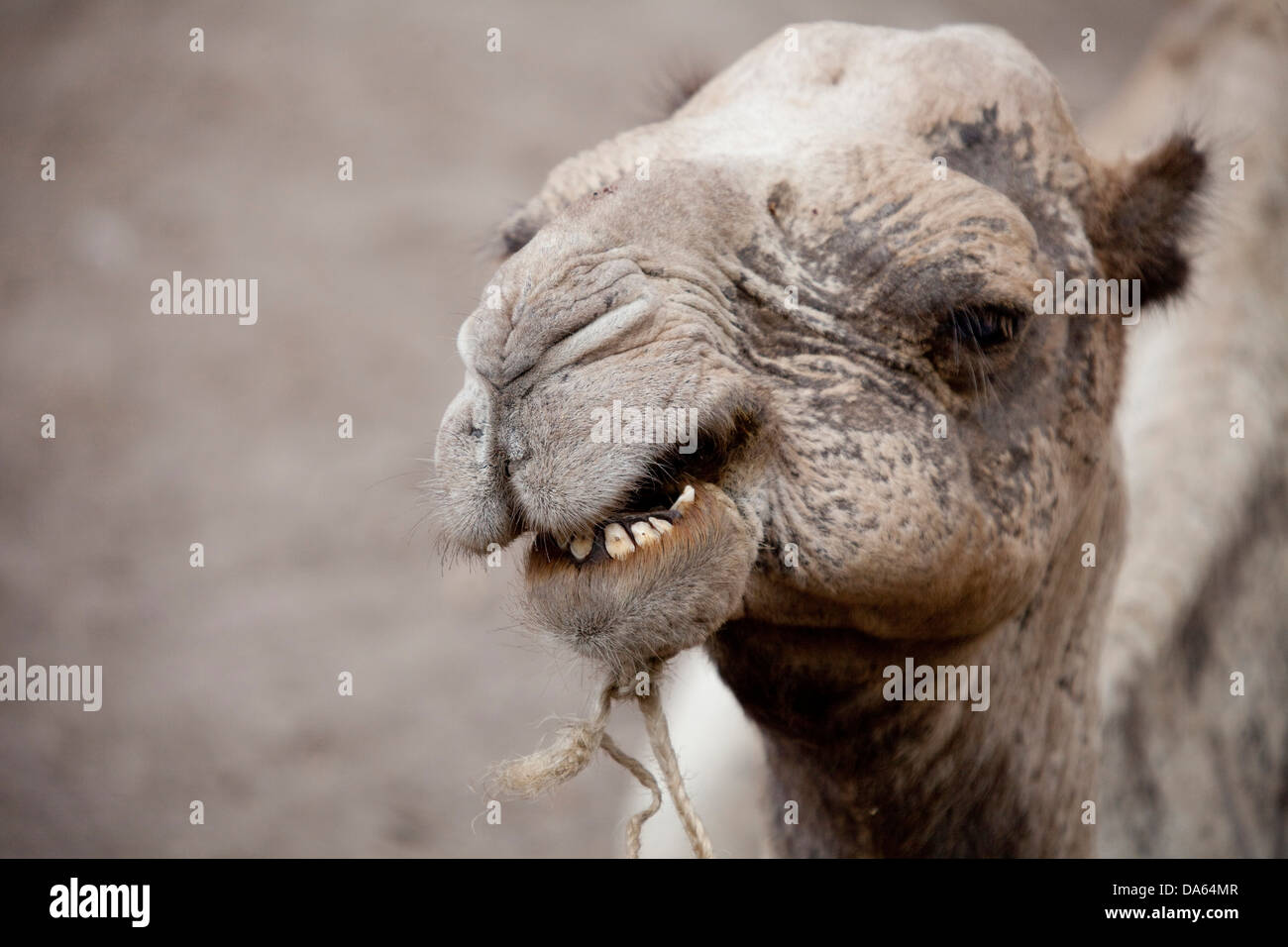 Kamel, Gemeri, Afrika, Tiere, Tier, Äthiopien, Stockfoto