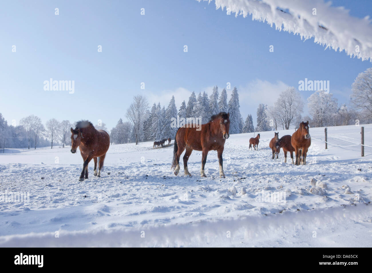 Pferde, Jura, Winter, Kanton, JU, Jura, Pferd, Schweiz, Europa, Schnee, Saignelegier Stockfoto