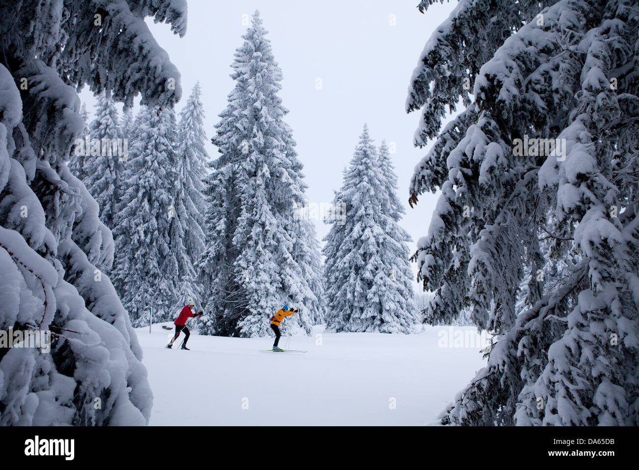 Langlauf, ski, Winter, Jura, Kanton, JU, Jura, Langlaufen, Skifahren, Wintersport, Holz, Wald, Schweiz, Europa, Gruppe Stockfoto