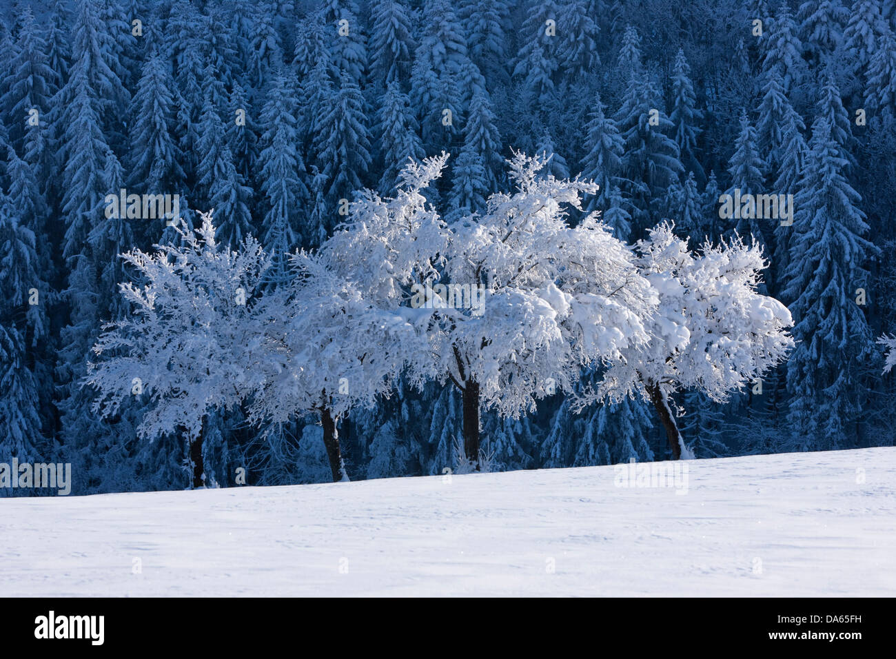 Bäume, Berge, Winter, Schnee, Kanton, zu befreien JU, Jura, Baum, Schweiz, Europa, Stockfoto