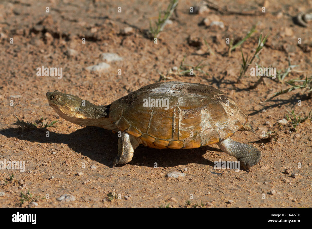 Schildkröte, Etosha Nationalpark, Namibia, Afrika Stockfoto