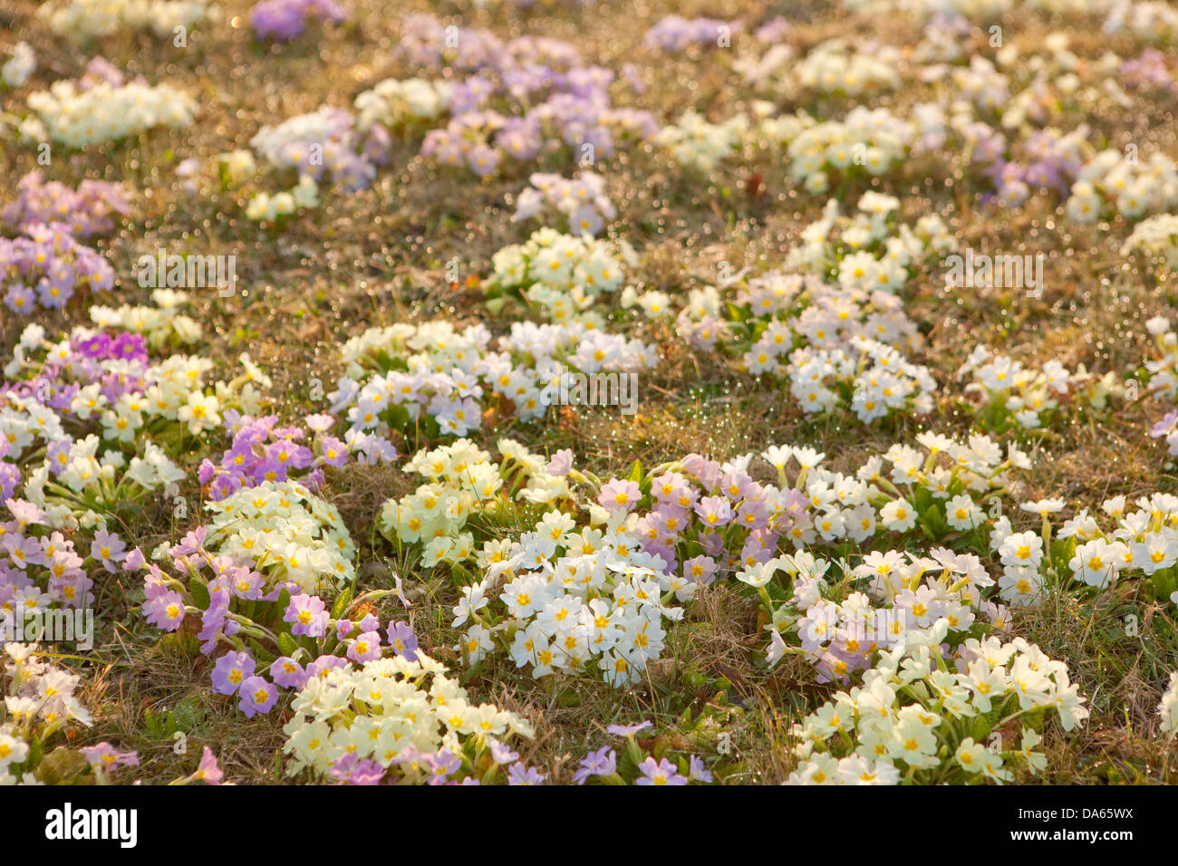 Blumen, Garten, Blume, Schweiz, Europa, Wiese, Primeln, Frühling Stockfoto