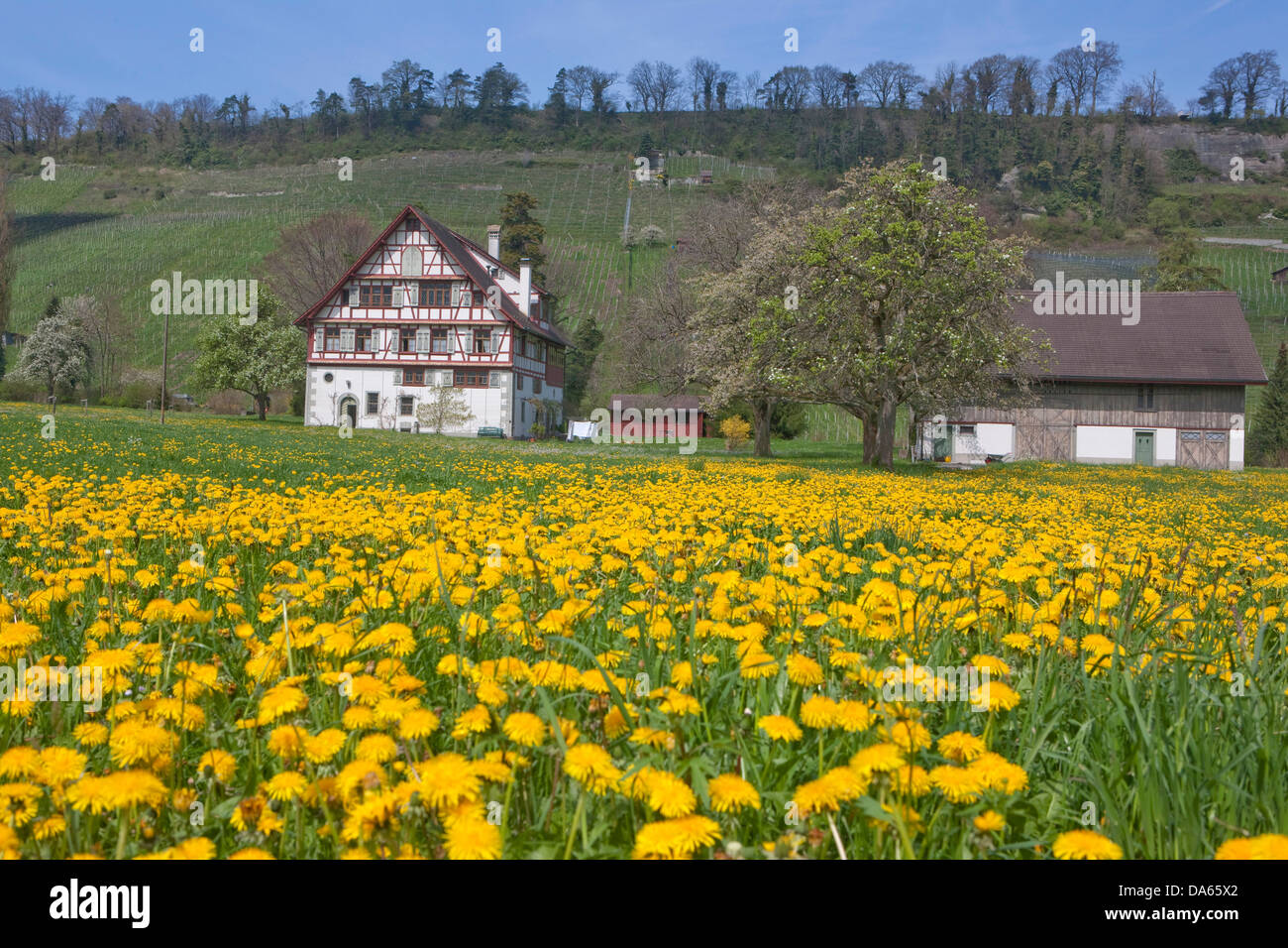 Trüterhof, Thal, Kanton SG, St. Gallen, Frühling, Schweiz, Europa, Wiese, Löwenzahn, Landwirtschaft Stockfoto