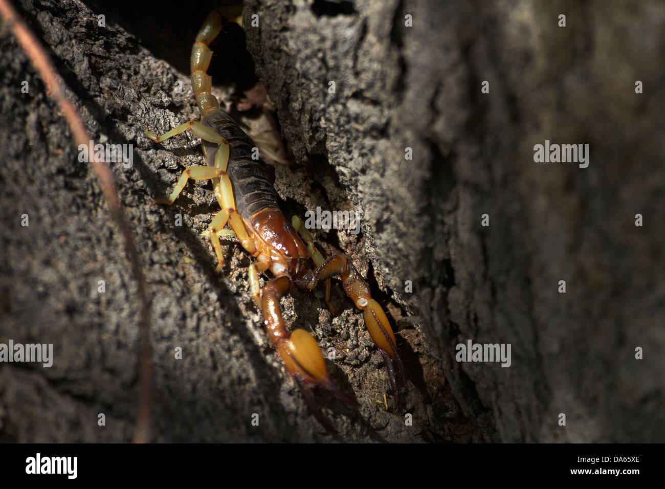 Großer Skorpion, Etosha Nationalpark, Namibia, Afrika Stockfoto
