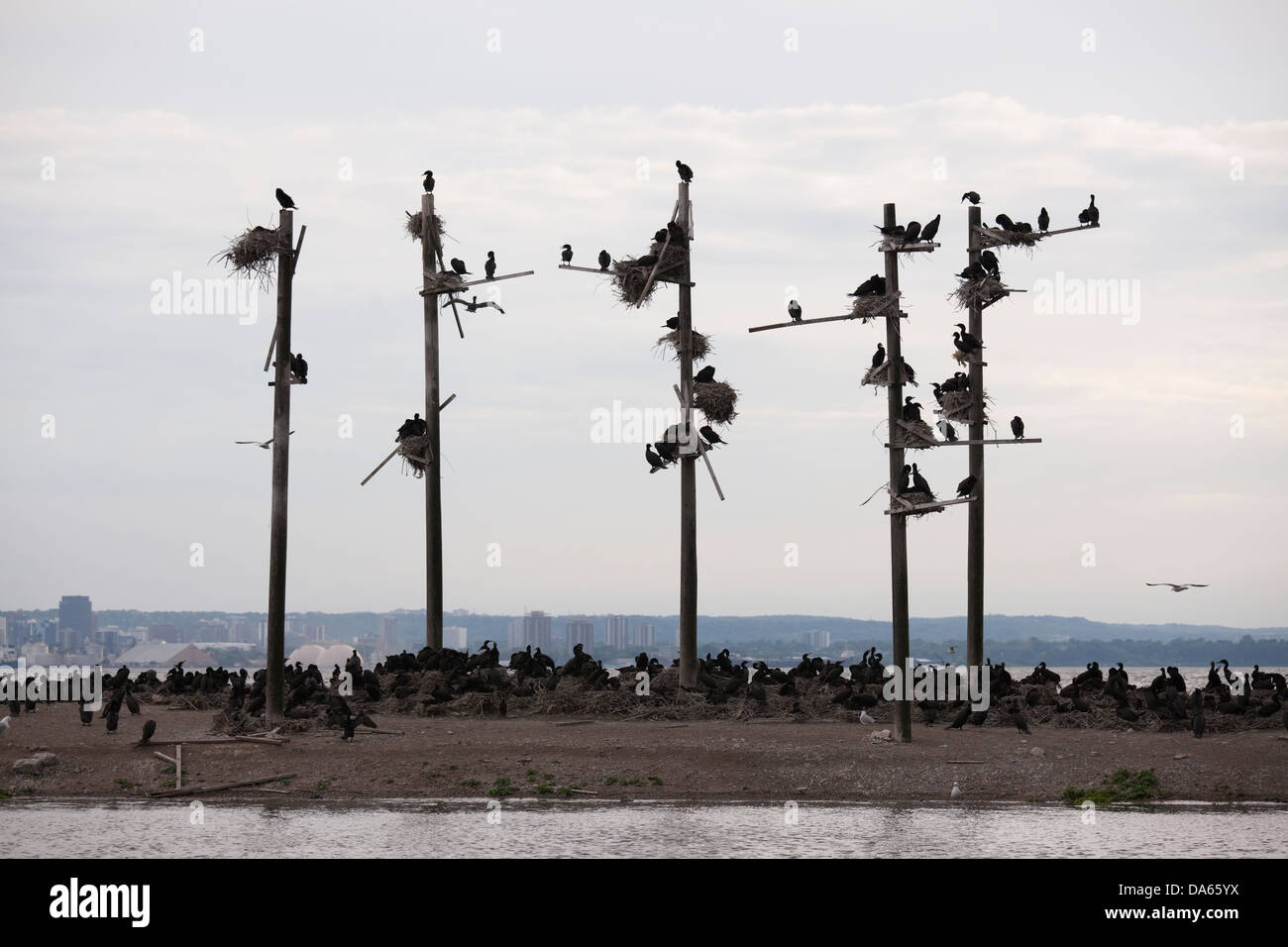 Dutzende von Kormoranen übernehmen eine kleine Insel, Hamilton, Ontario, Kanada Stockfoto