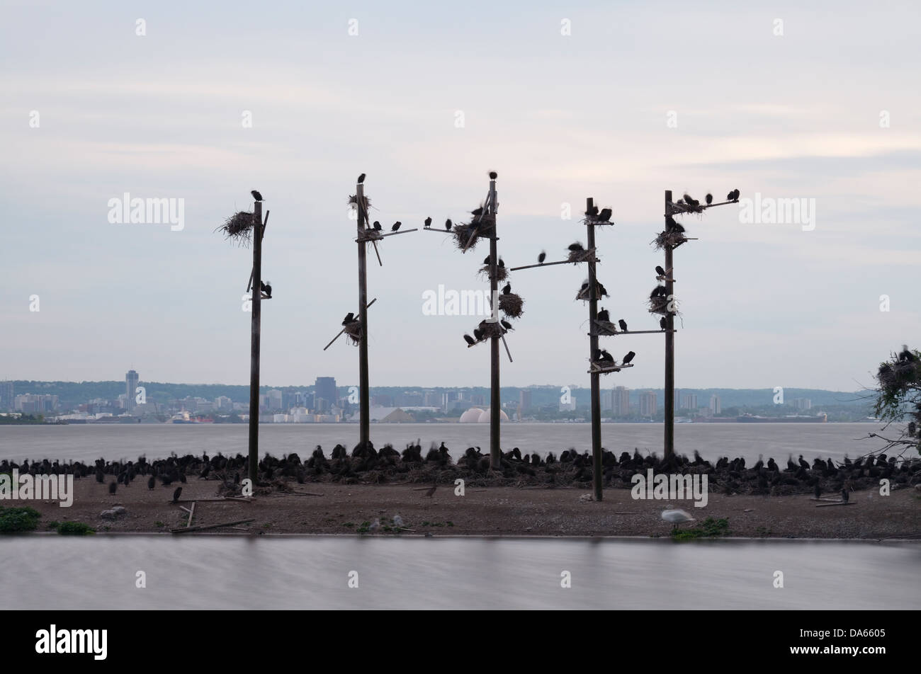 Langzeitbelichtung von Kormoranen auf einer kleinen Insel in Hamilton, Ontario, Kanada Stockfoto