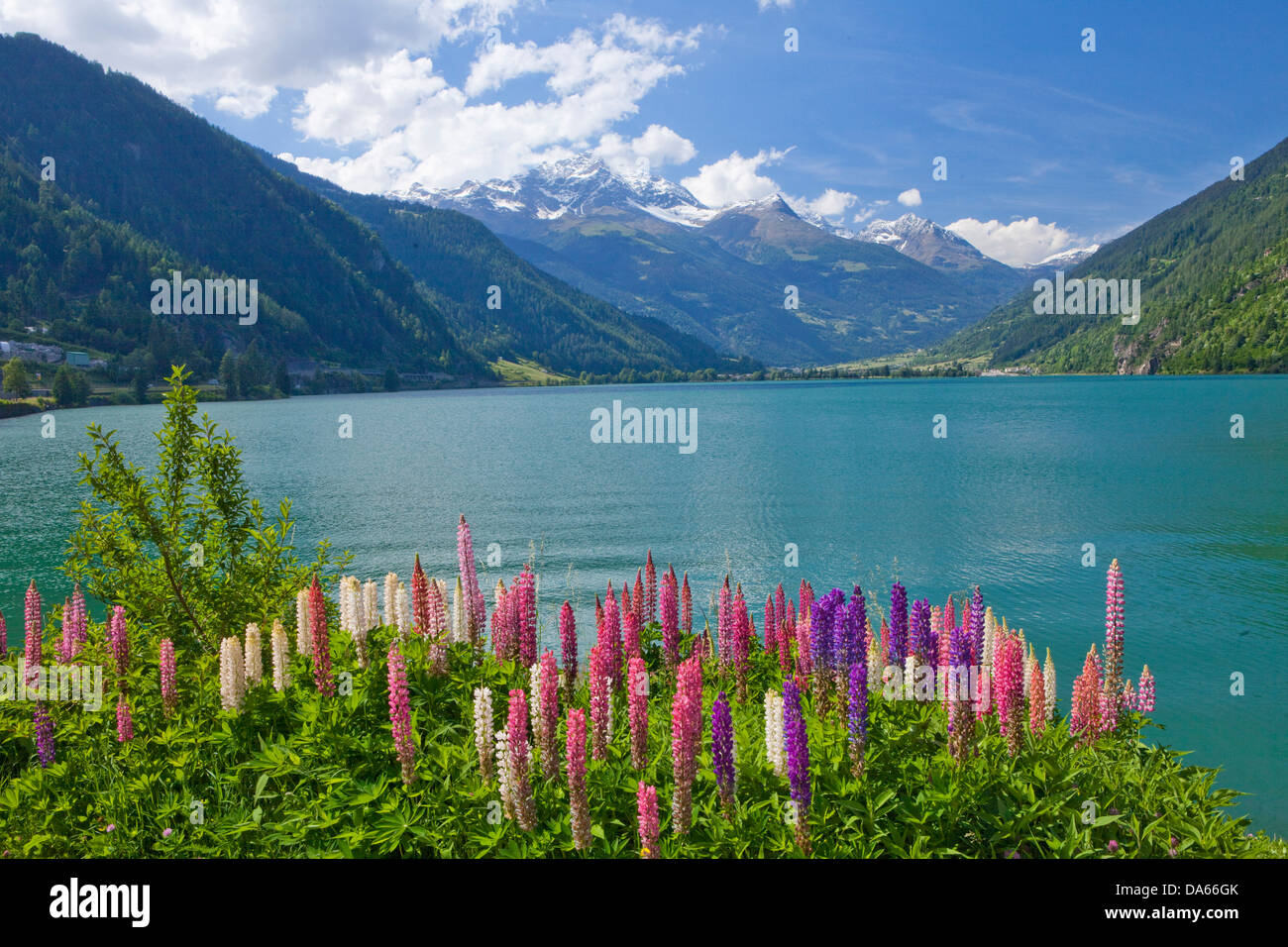 Lago Poschiavo, liegt, Kanton, GR, Graubünden, Graubünden, See, Seen, Schweiz, Europa, Lupinen, Mirolago Stockfoto