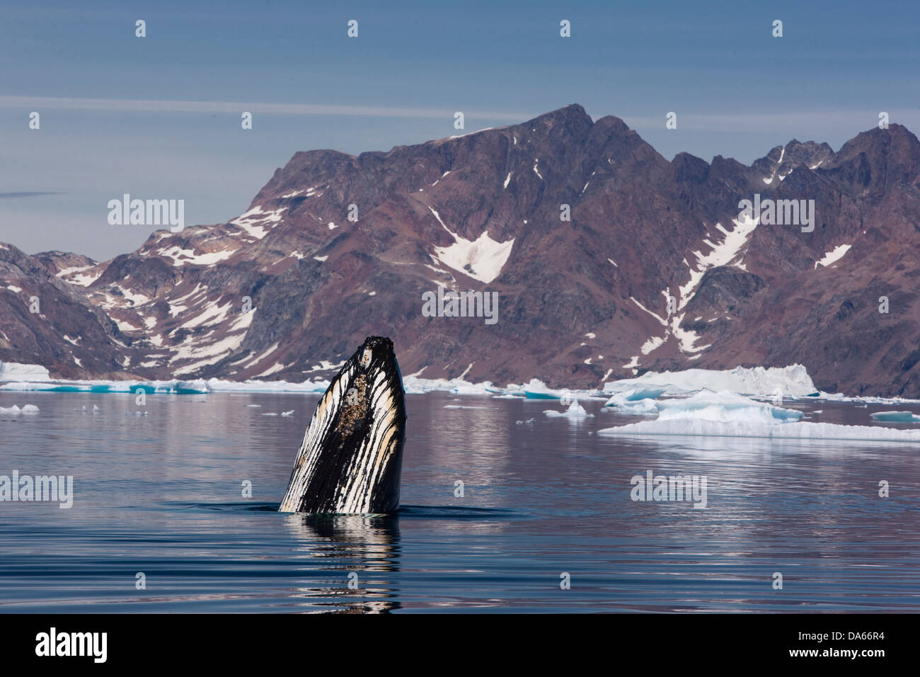 Walbeobachtung, Wal Beobachtung, Buckelwal, Grönland, Ostgrönland, Wal, Wale, Eisberge Stockfoto