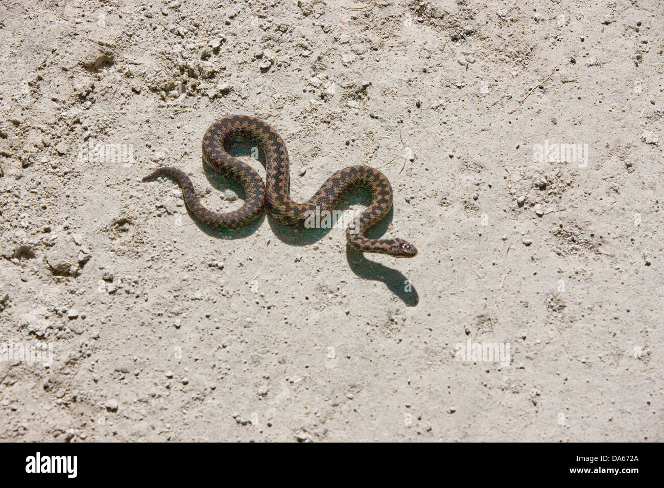 Gemeinsamen Viper, Val Roseg, Natur, Kanton, GR, Graubünden, Graubünden, Tiere, Tier, Schweiz, Europa, Schlange, Schlange, Stockfoto