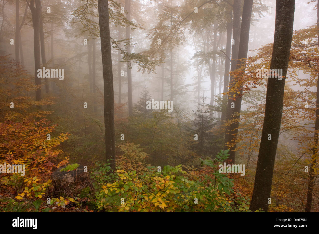 Holz, Wald, Areuseschlucht, Jura, Nebel, Meer, Nebel, Nebel, Gulch, Canyon, Holz, Wald, Kanton, NE, Neuenburg, Neuchatel, Schweiz Stockfoto