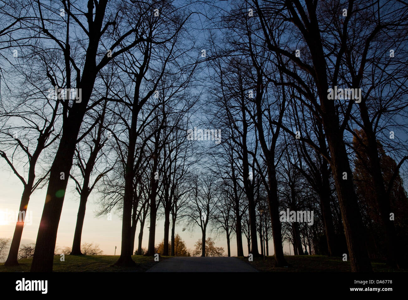 Herbst, Bäume, Lausanne, Kanton VD, Waadt, Genfer See, Lac Leman, Baum, Bäume, Schweiz, Europa, Avenue, Stockfoto