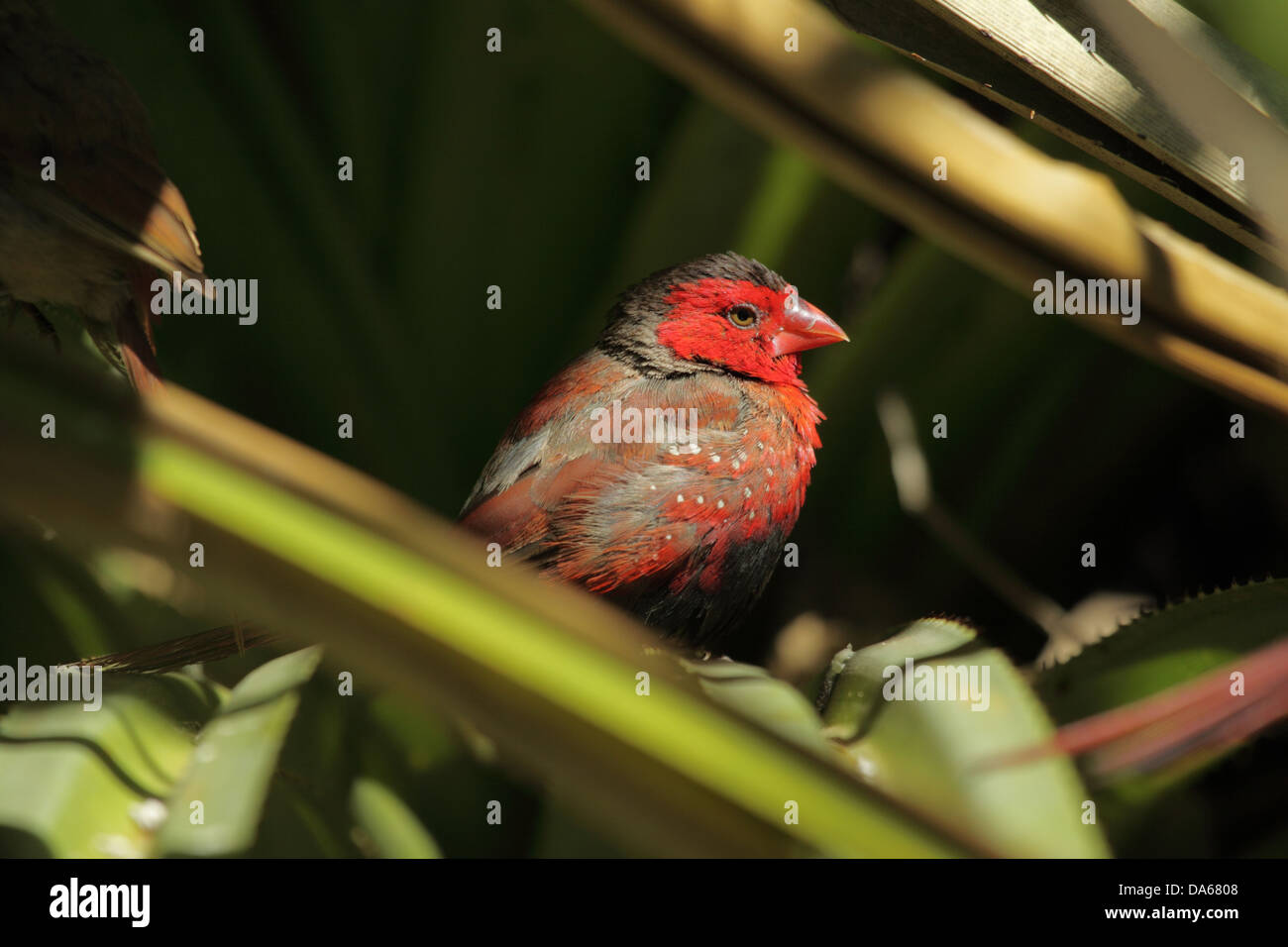 Neochmia Phaeton, Tier, Vogel, Estrildid Finch, Crimson Finch, Finch, Kununurra, Outback, Western Australia, Australien, Ozeanien Stockfoto