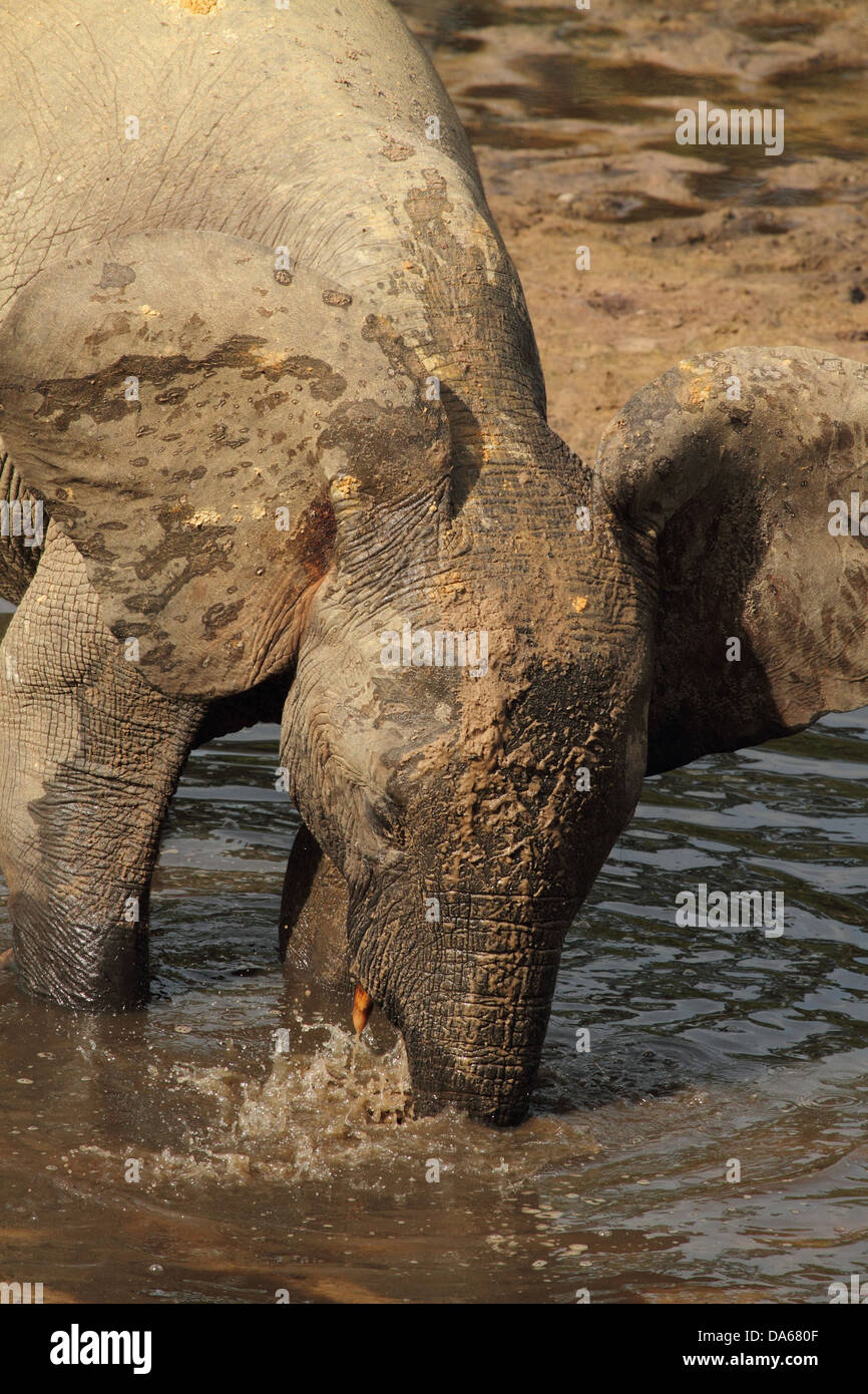 Loxodonta Cyclotis, Loxodonta Africana Cyclotis, Tier, Säugetier, afrikanischen Waldelefanten, Waldelefanten, Elefant, Wald Clea Stockfoto