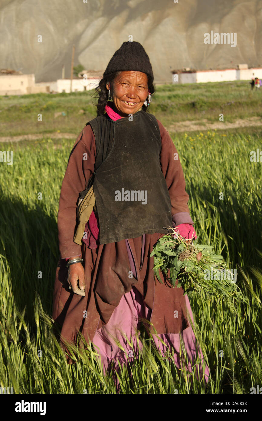 traditionelle, Kleid, Kostüm, indigene, Person, Frau, Frauen, Feld, Feldarbeit, Porträt, Padum, Zanskar, Zanskar-Tal, Karg Stockfoto