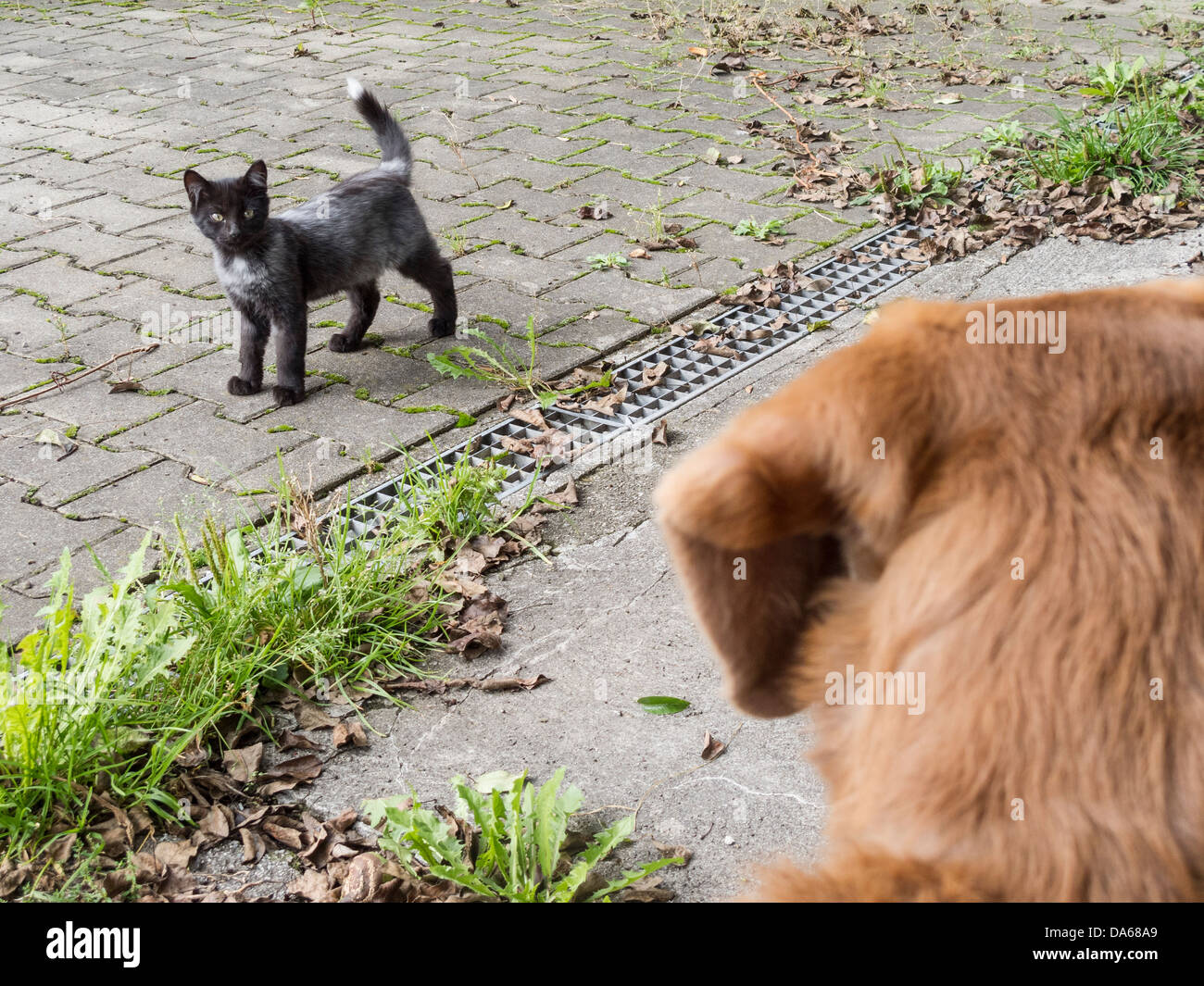 Dog chasing cat -Fotos und -Bildmaterial in hoher Auflösung – Alamy