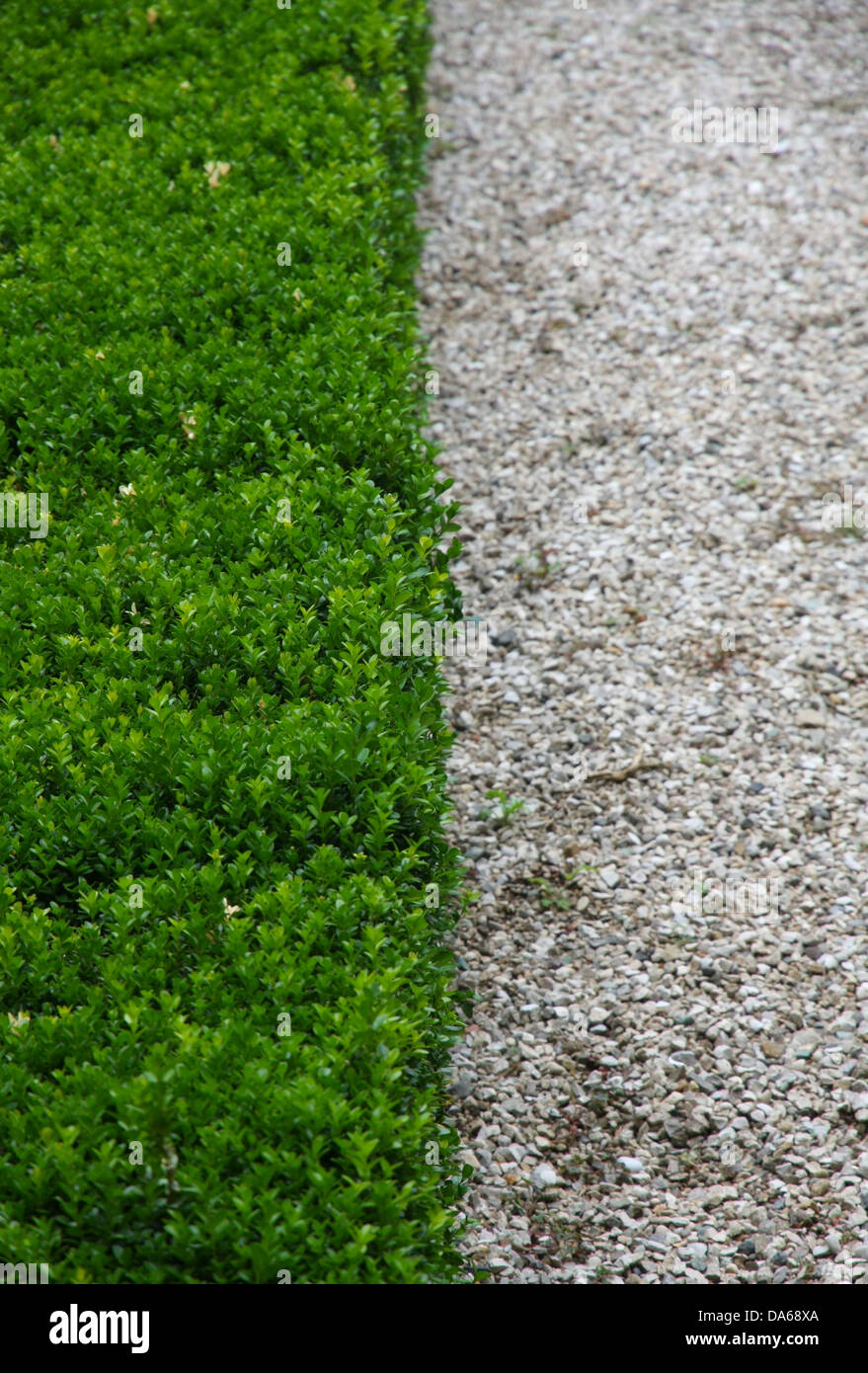 Grüne Hecke und halb weißen Kieselsteinen gepflasterten Straße vertikal