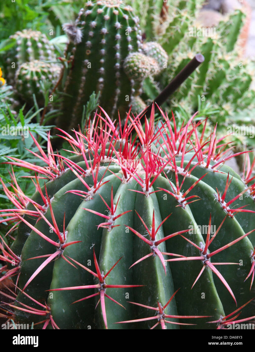 Federkiele und stacheligen Kaktus-Stacheln von eine sehr gefährliche Sukkulente Stockfoto