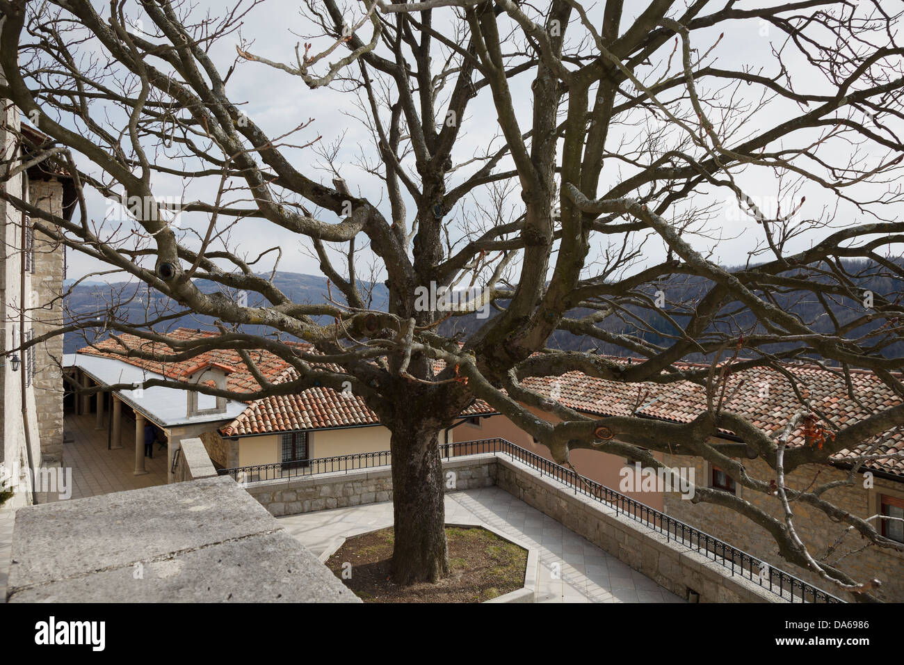 Die Zweige des großen Baums, Castelmonte Sanctuary, Friaul, Italien Stockfoto