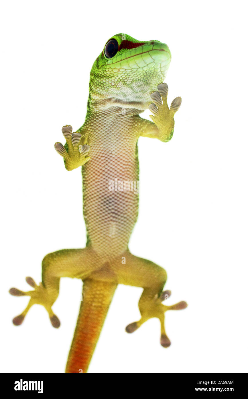 Grünen Gecko Eidechse Stockfoto