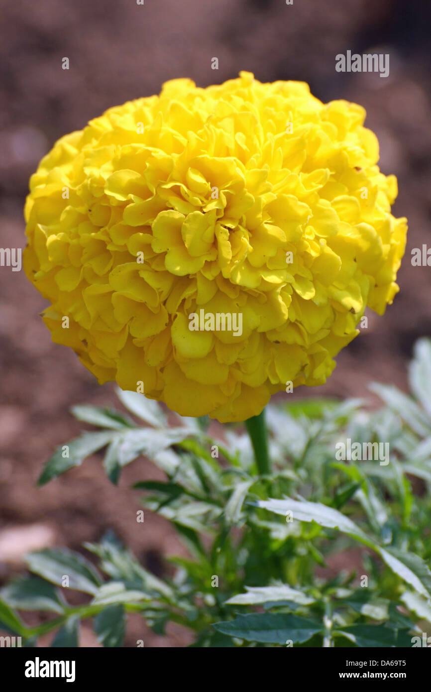 große gelbe Blume voller Knospen im Garten im Sommer Stockfoto