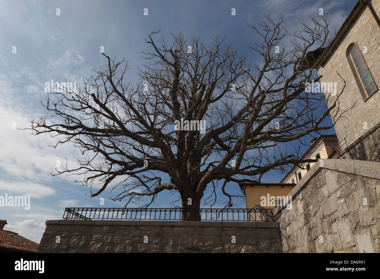 Der wunderbare Baum von Castelmonte Heiligtum, Friaul, Italien Stockfoto