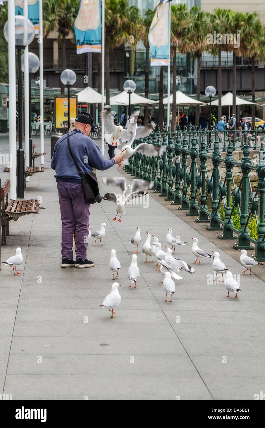 Ein Mann ernährt sich die Vögel in Circular Quay Sydney. Stockfoto