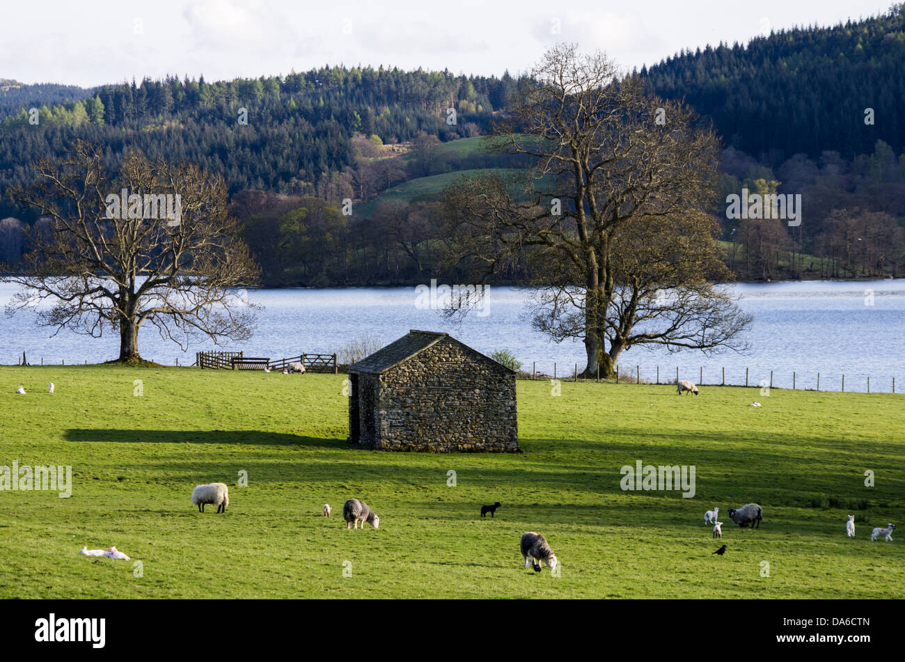 Eine See-Szene auf Esthwaite Wasser mit einer Steinhütte, zwei Bäume und Schafe mit Lämmer im Feld. Stockfoto