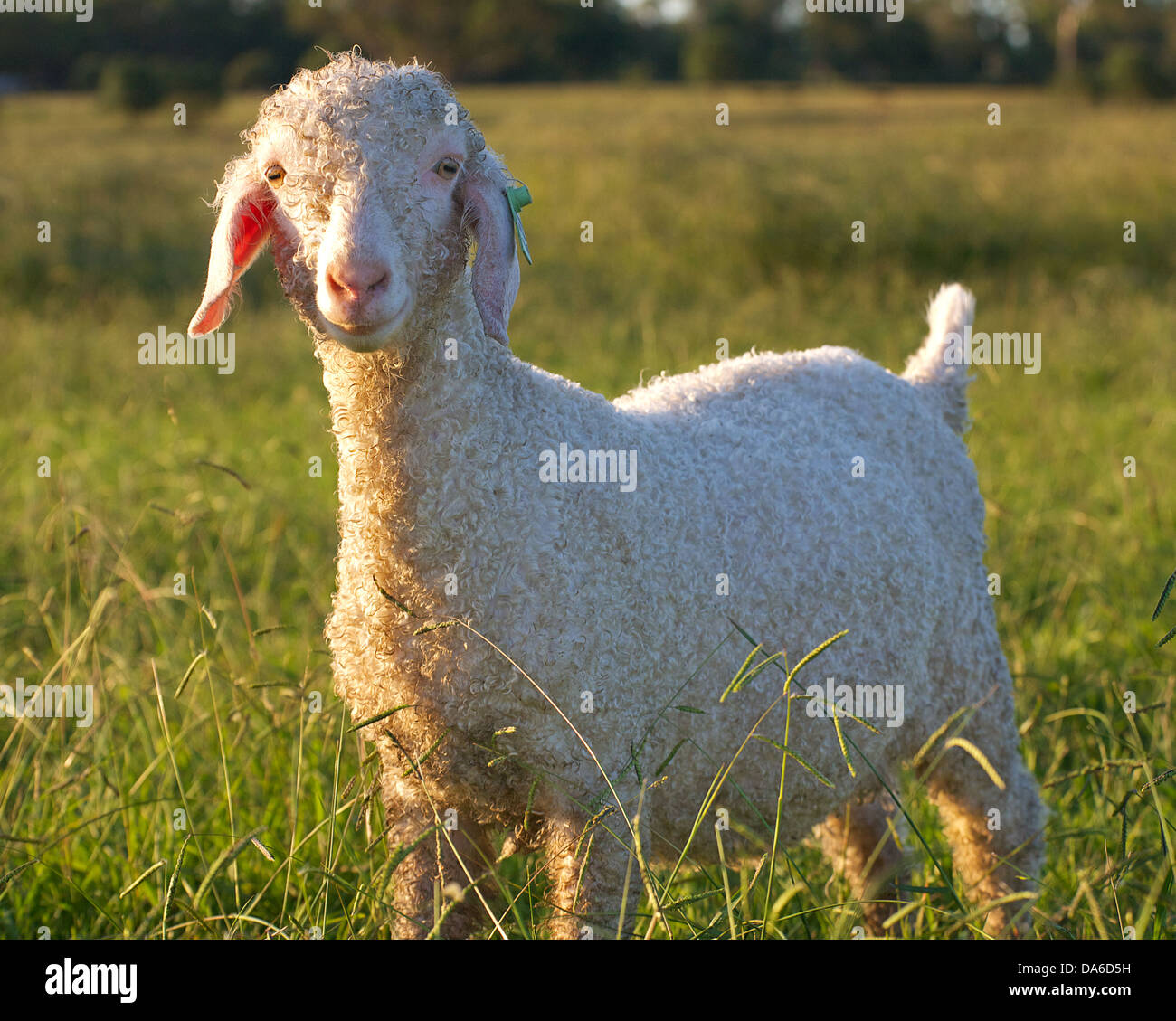 ein Angora-Ziege im Feld während der Einstellung sunc Stockfoto
