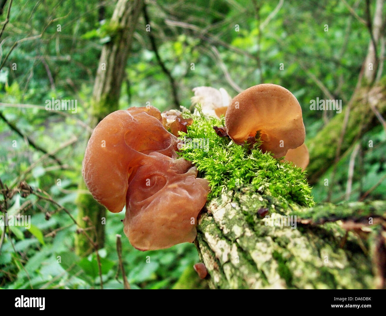 Ohren-Pilze Stockfotografie - Alamy