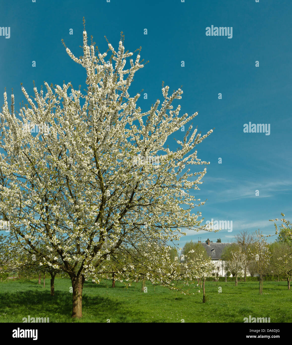 Limburg, Niederlande, Europa, Geulle Aan de Maas, Obstbäume, Blüte, Blüte,  Landschaft, Feld, Wiese, Bäume, Frühling, Blumen Stockfotografie - Alamy