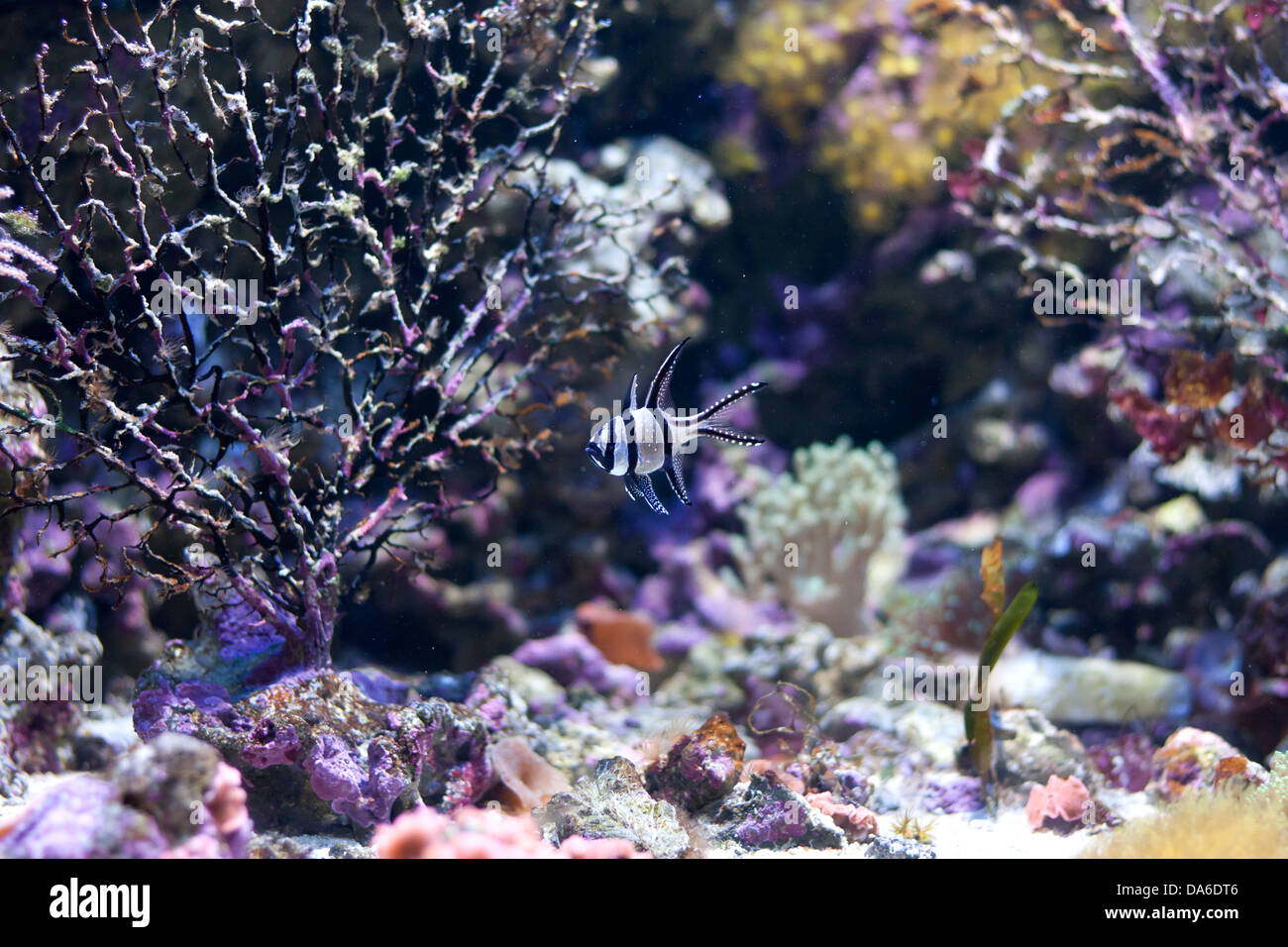 Exotische Fische in bunten Aquarium Nahaufnahme Stockfoto