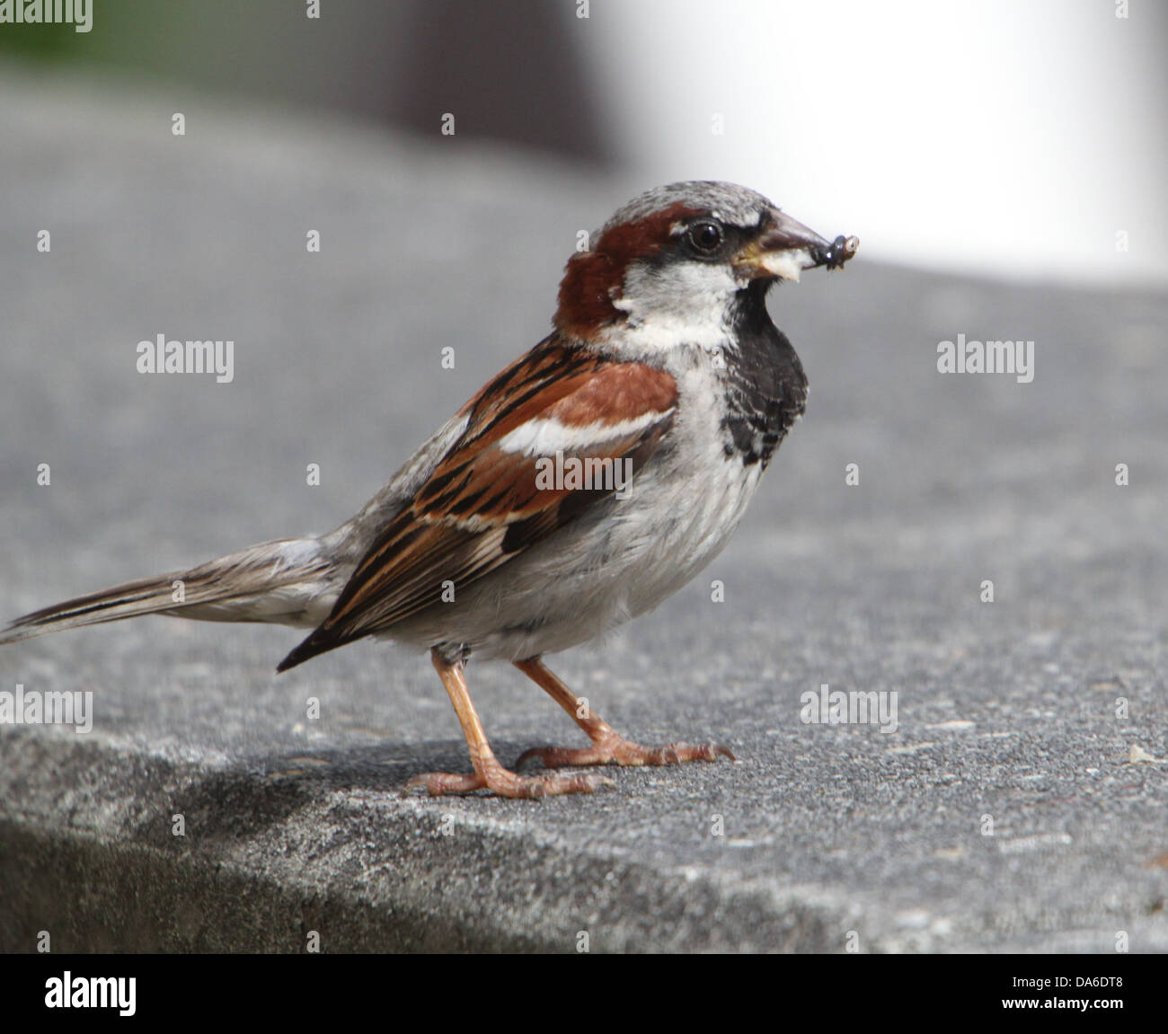 Nahaufnahme von einem männlichen Haussperling (Passer Domesticus) Besuch von meinem Balkon (über 40 Bilder in Serie) Stockfoto