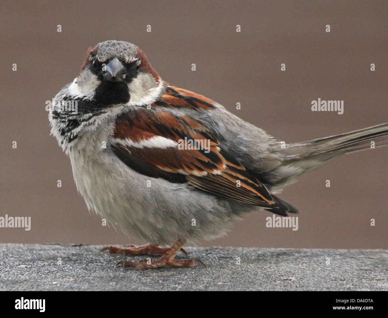 Sehr intime Nahaufnahme von einem männlichen Haussperling (Passer Domesticus) Besuch von meinem Balkon (über 40 Bilder in Serie) Stockfoto