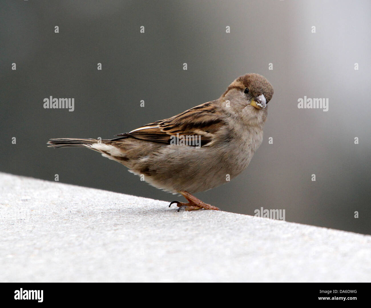 Nahaufnahme von einem weiblichen Haussperling (Passer Domesticus) Besuch von meinem Balkon (über 40 Bilder in Serie) Stockfoto