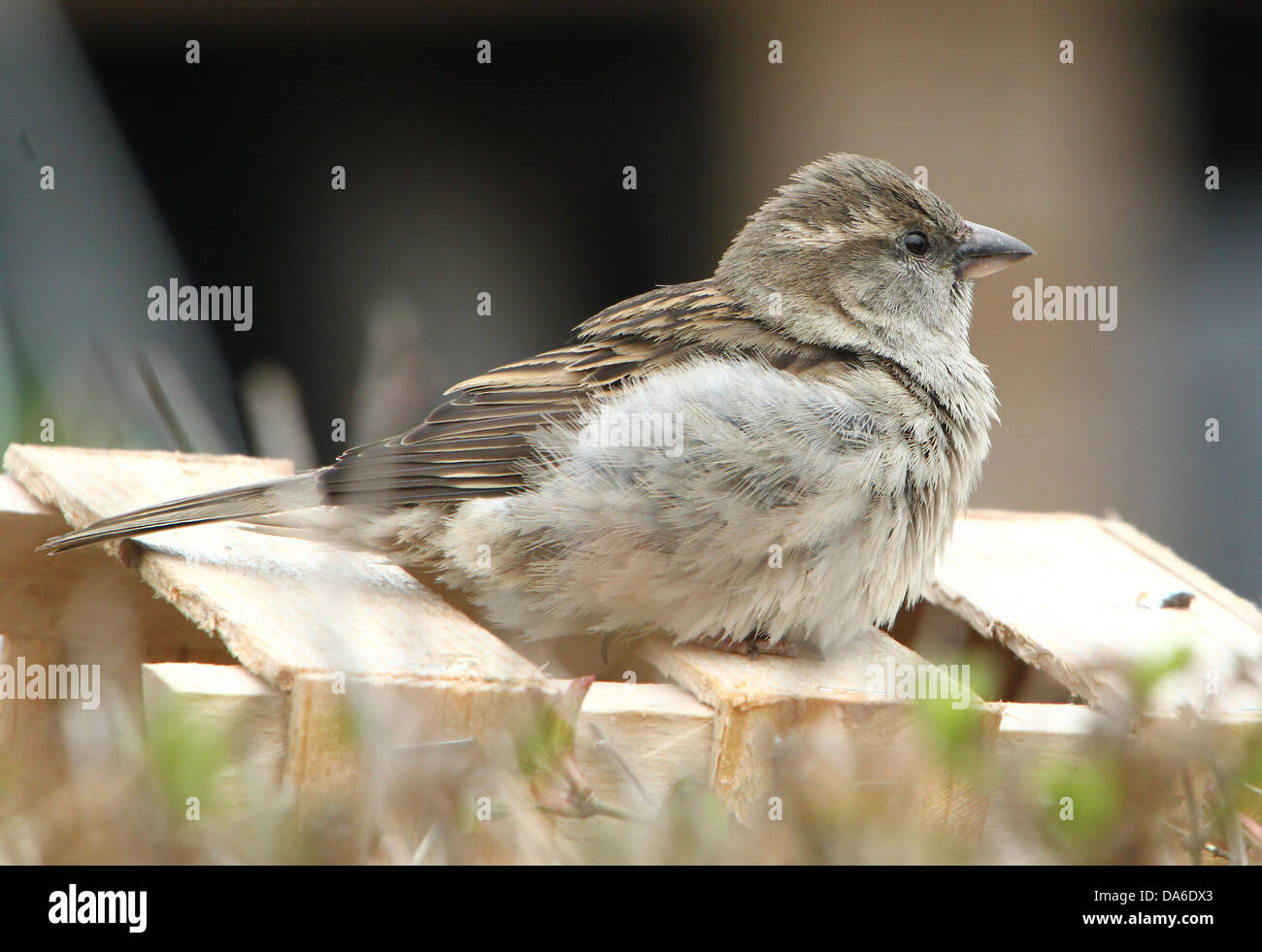 Nahaufnahme von einem weiblichen Haussperling (Passer Domesticus) Besuch in meinem Garten und Balkon (über 40 Bilder in Serie) Stockfoto