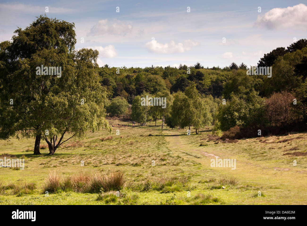 Eine unberührte Blick auf Sutton Park. Stockfoto