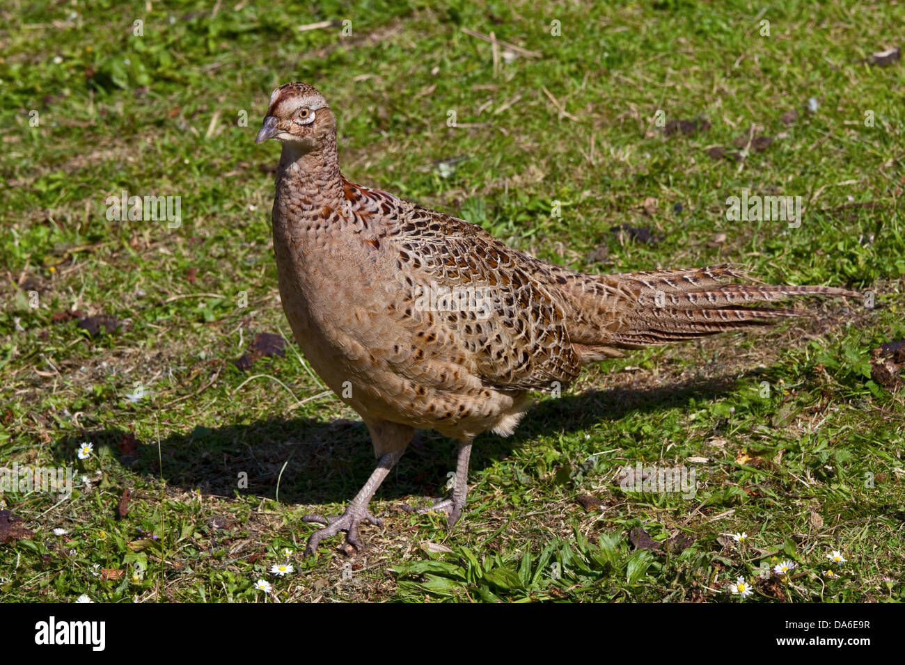 Fasan Stockfotos & Fasan Bilder - Alamy