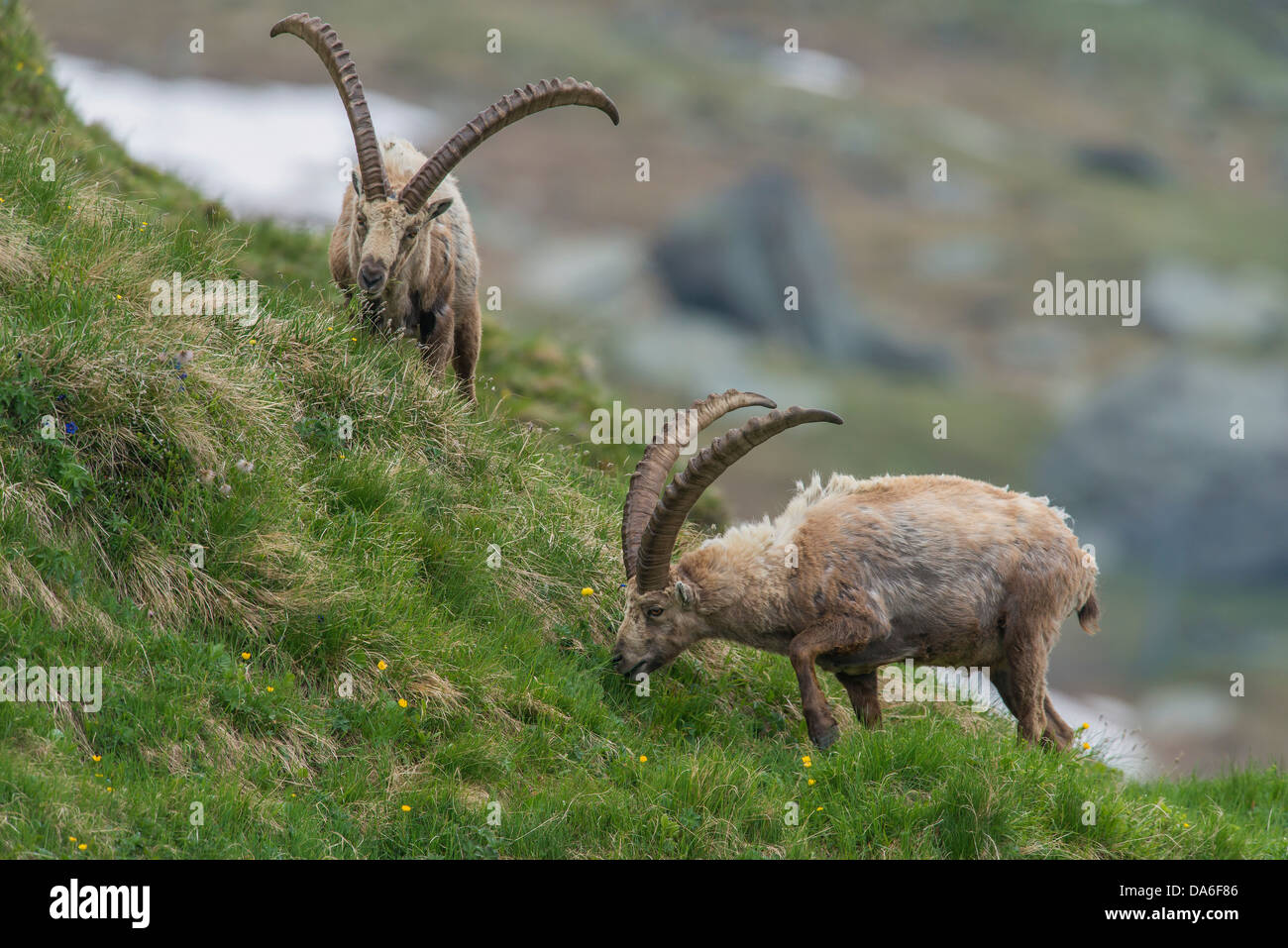 Alpine Steinböcke (Capra ibex), Fütterung Dollars Stockfoto