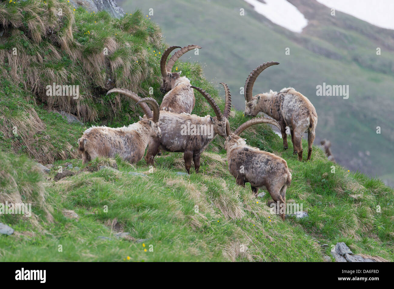 Alpine Steinböcke (Capra ibex), Bucks shedding ihr Fell Stockfoto