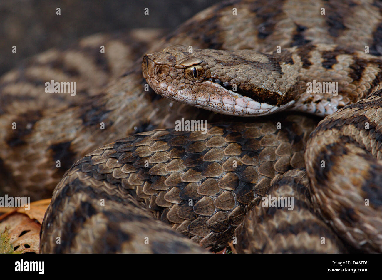 Viper, Viper, Addierer, Nattern, Asp Viper, Vipera Aspis Atra, Schlange, Schlangen, Reptilien, Reptilien, Porträt, geschützt, gefährdet, ich Stockfoto