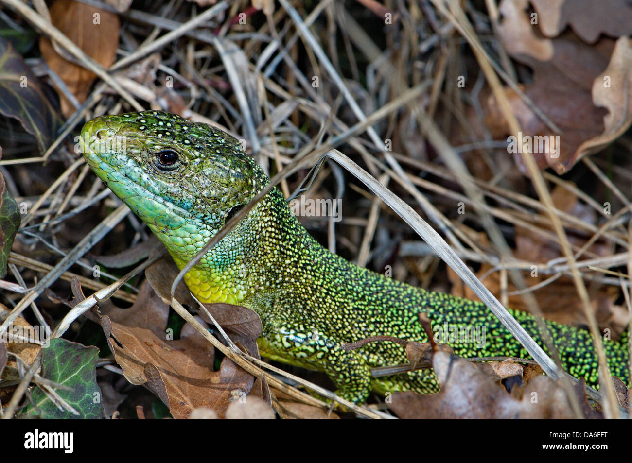 Eidechse, Eidechsen, westliche Smaragdeidechse, grüne Eidechse, Lacerta B. Bilineata, Reptil, Reptilien, Portrait, geschützt, Threadened, ich Stockfoto