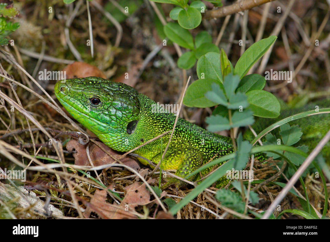 Eidechse, Eidechsen, westliche Smaragdeidechse, grüne Eidechse, Lacerta B. Bilineata, Reptil, Reptilien, Portrait, geschützt, Threadened, ich Stockfoto